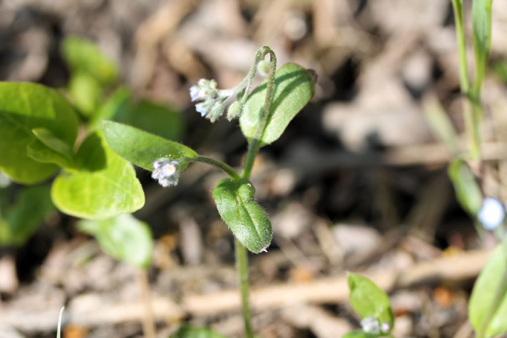 Myosotis arvensis